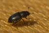 Meligethinae inconnu